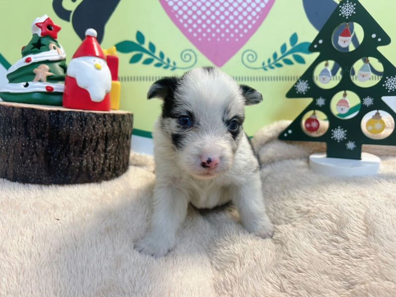 ボーダーコリー　女の子<BR>2025年11月11日生まれ<BR>ブルーマール