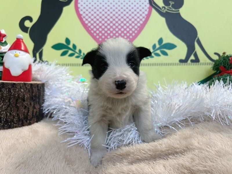 ボーダーコリー　男の子<BR>2025年11月11日生まれ<BR>ブラック＆ホワイト