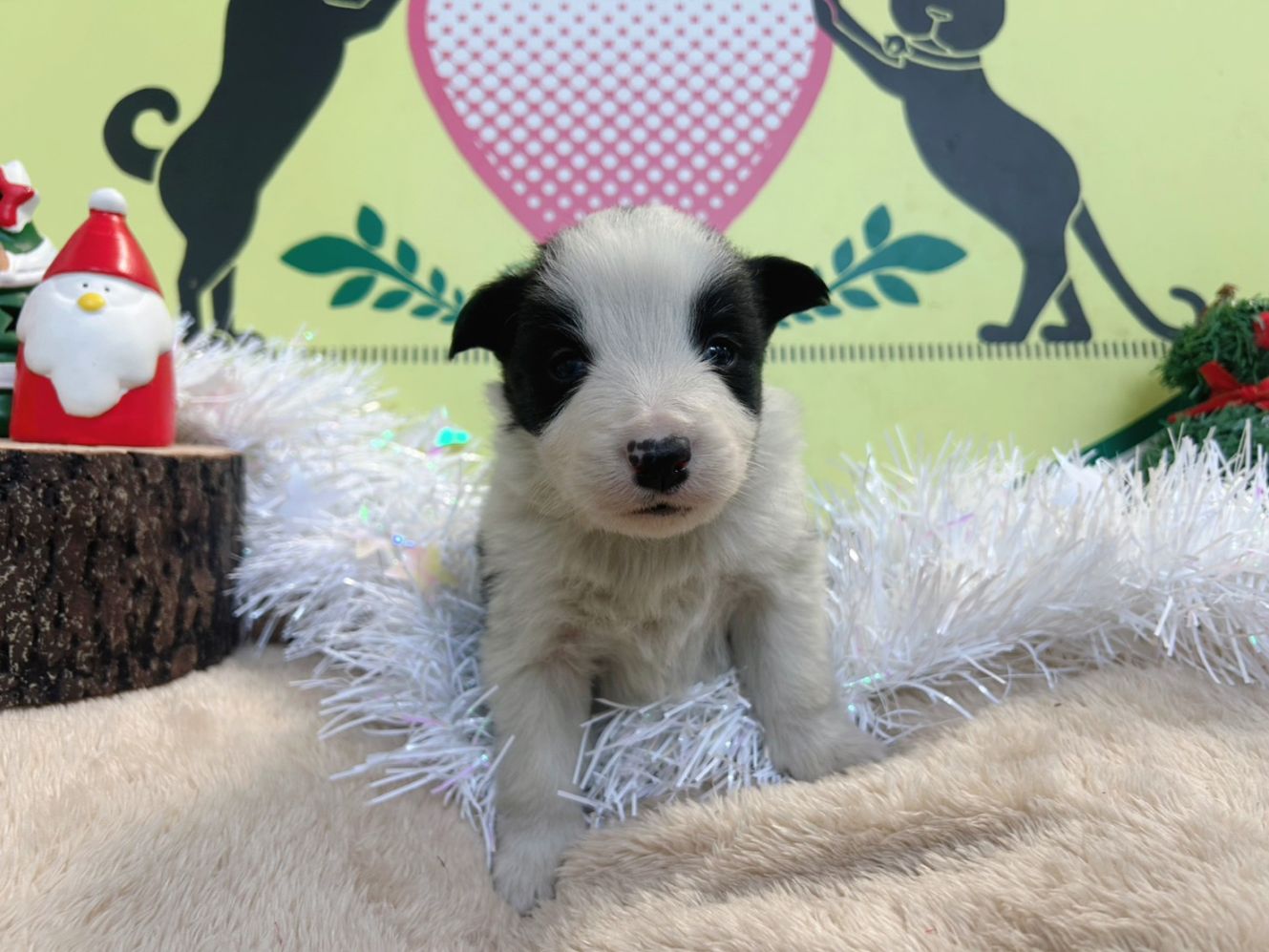 ボーダーコリー　男の子<BR>2025年11月11日生まれ<BR>ブラック＆ホワイト