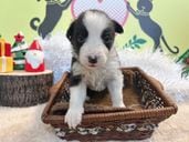 ボーダーコリー　女の子<BR>2025年11月11日生まれ<BR>ブラック＆ホワイト