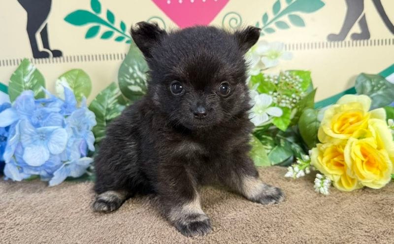 セレクトバランス アダルト / 1才以上の成犬用チキン小粒 3kg