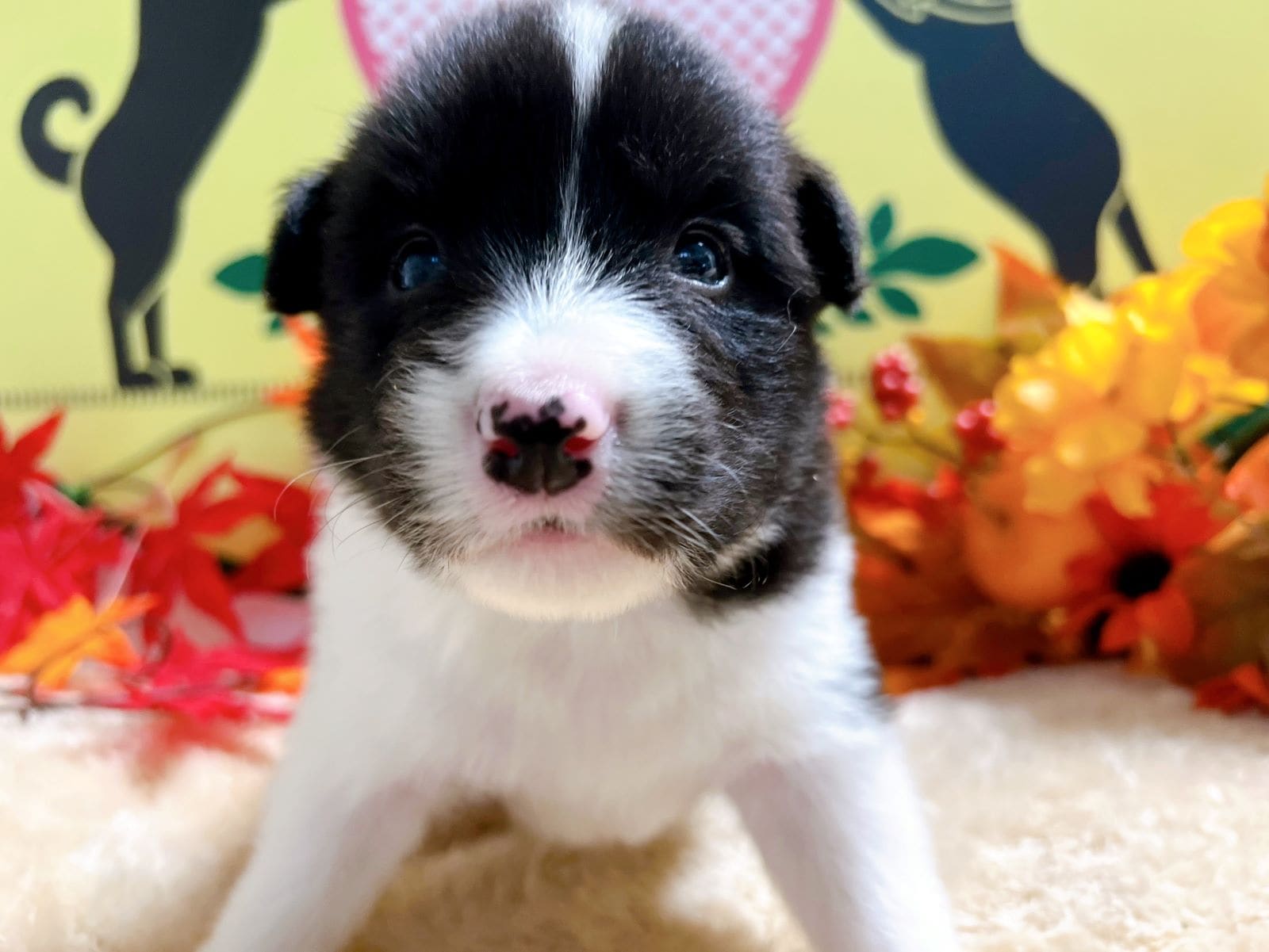 ボーダーコリー　男の子<BR>2024年9月19日生まれ<BR>ブラック＆ホワイト