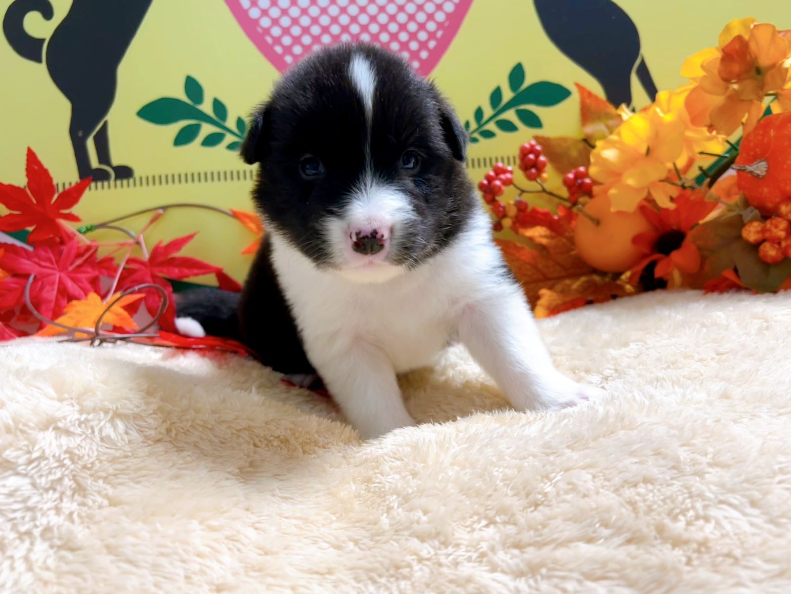 ボーダーコリー　男の子<BR>2024年9月19日生まれ<BR>ブラック＆ホワイト