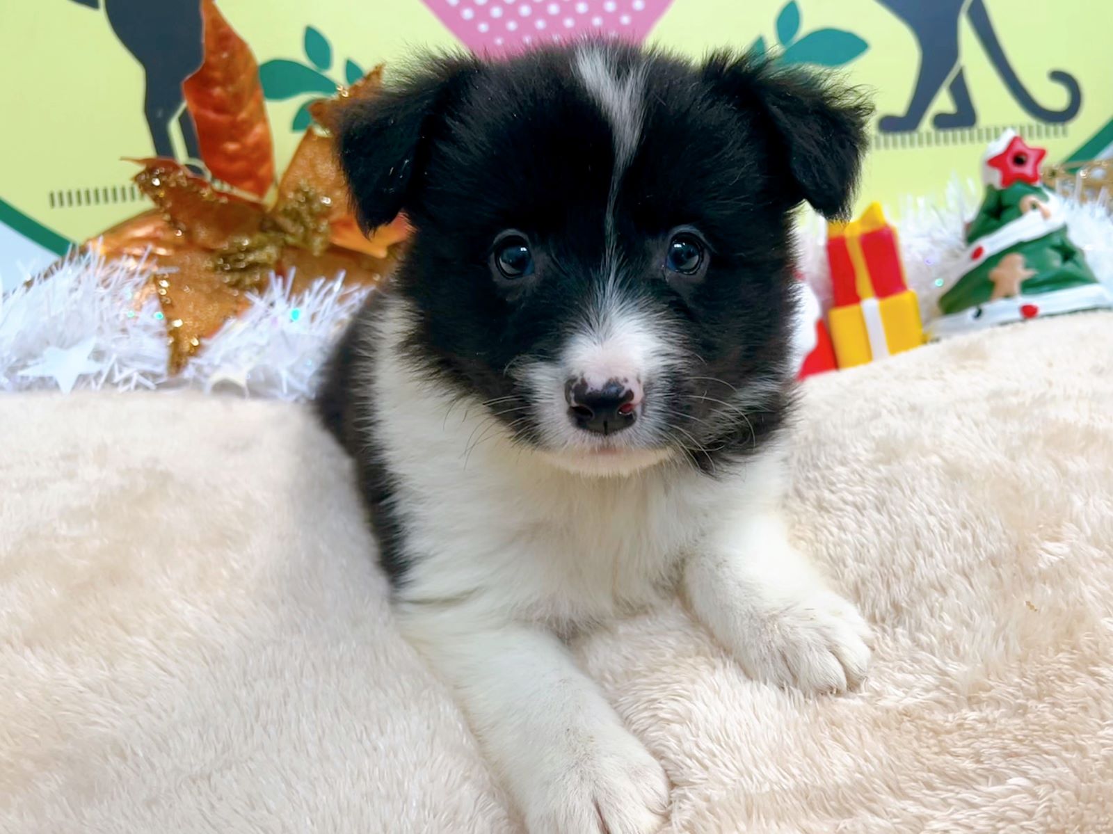 ボーダーコリー　男の子<BR>2024年9月19日生まれ<BR>ブラック＆ホワイト