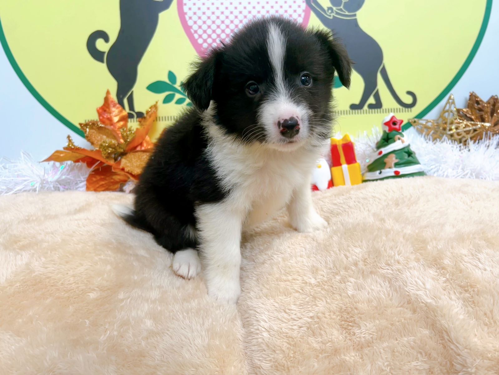 ボーダーコリー　男の子<BR>2024年9月19日生まれ<BR>ブラック＆ホワイト