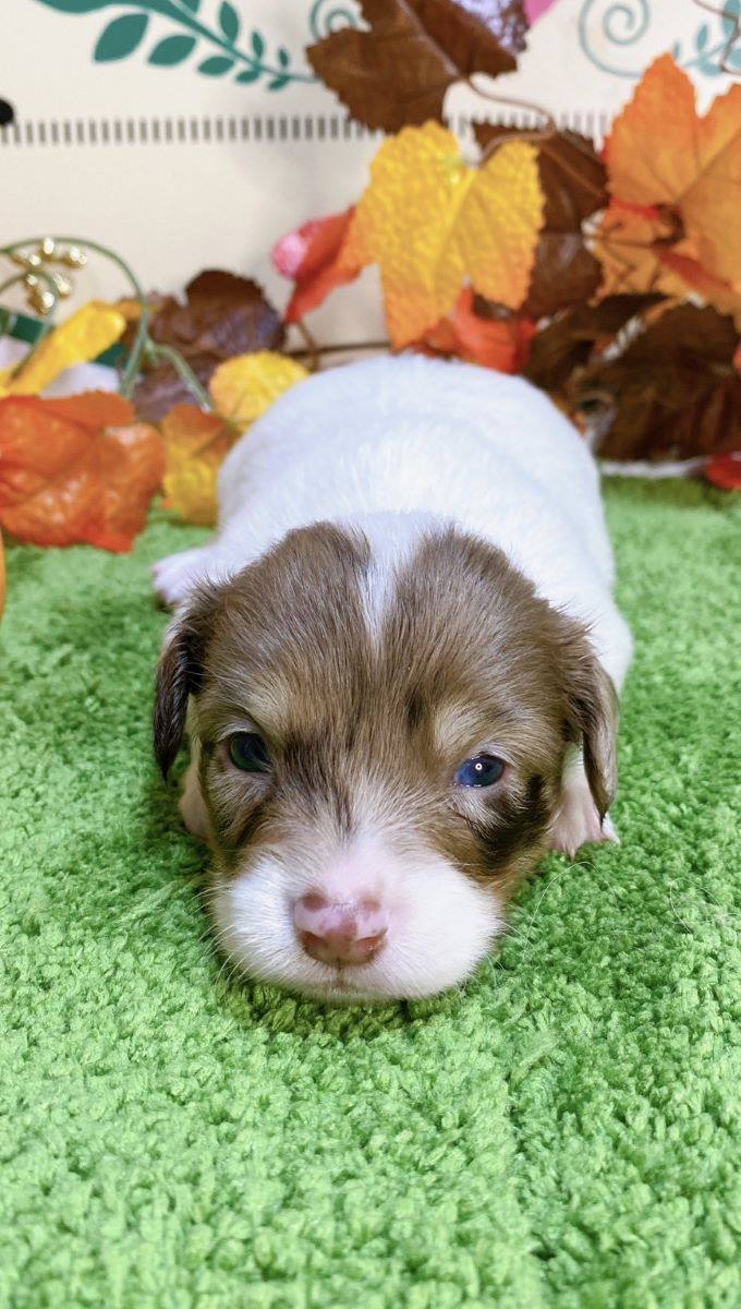 ミックス（ﾁﾜﾜ×ﾐﾆﾁｭｱﾀﾞｯｸｽ）<BR>2024年9月3日生まれ<BR>レッドパイボールド　男の子