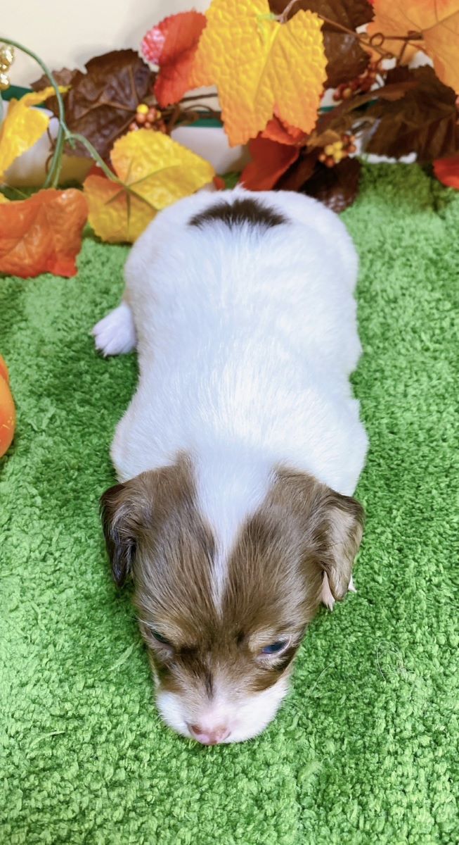 ミックス（ﾁﾜﾜ×ﾐﾆﾁｭｱﾀﾞｯｸｽ）<BR>2024年9月3日生まれ<BR>レッドパイボールド　男の子