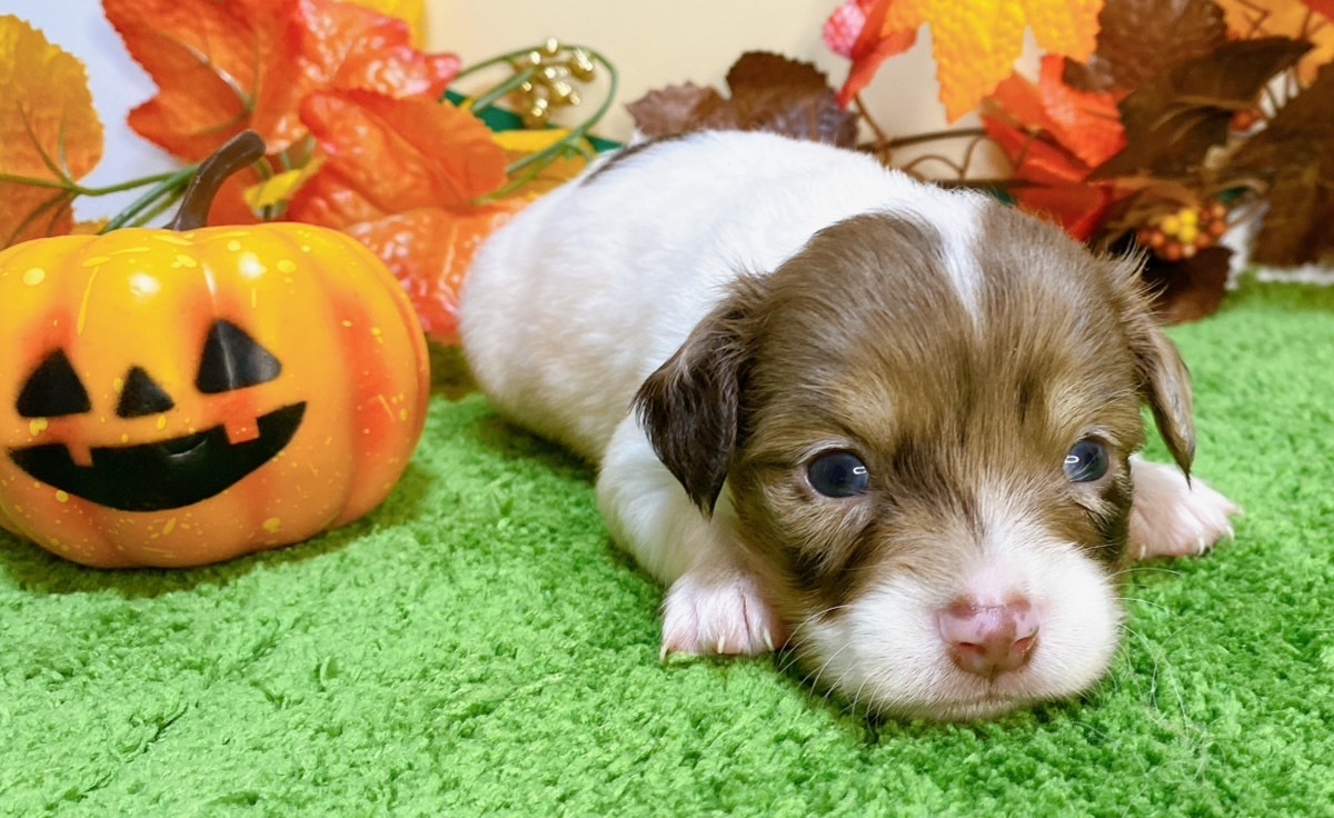 ミックス（ﾁﾜﾜ×ﾐﾆﾁｭｱﾀﾞｯｸｽ）<BR>2024年9月3日生まれ<BR>レッドパイボールド　男の子
