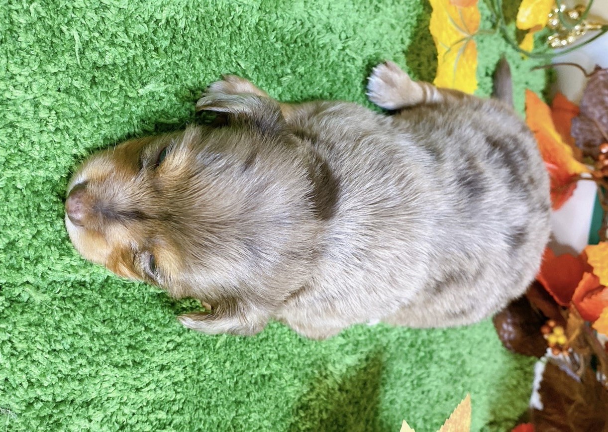 ミックス（ﾁﾜﾜ×ﾐﾆﾁｭｱﾀﾞｯｸｽ）<BR>2024年9月3日生まれ<BR>チョコダップル