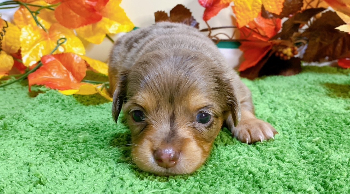 ミックス（ﾁﾜﾜ×ﾐﾆﾁｭｱﾀﾞｯｸｽ）<BR>2024年9月3日生まれ<BR>チョコダップル　女の子