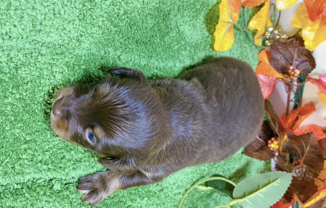 WS PR ちょこたん 筋肉×ちょこちゃん×ダンス! 「Rakuten GirlsAward 2025 AUTUMN/WINTER