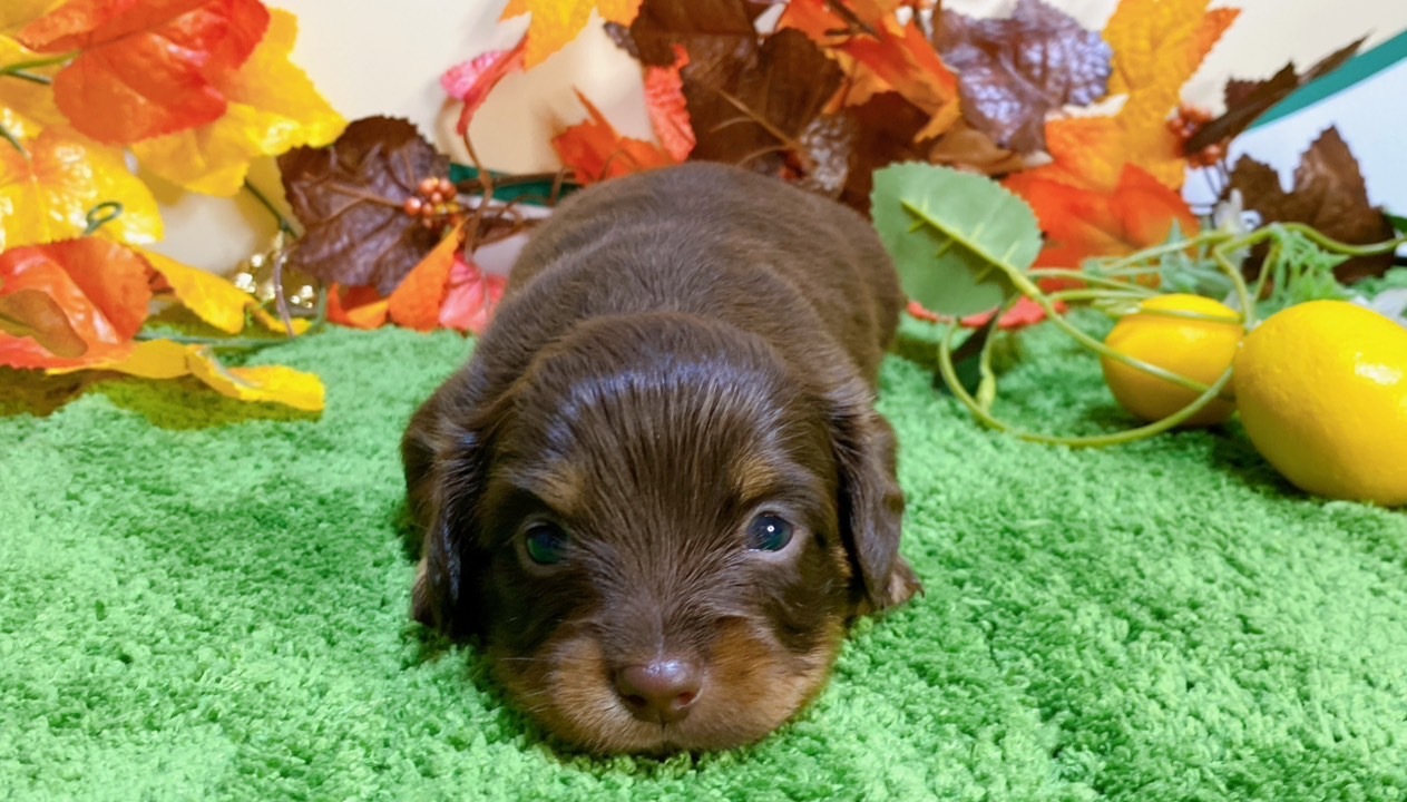 ミックス（ﾁﾜﾜ×ﾐﾆﾁｭｱﾀﾞｯｸｽ）<BR>2024年9月3日生まれ<BR>チョコタン