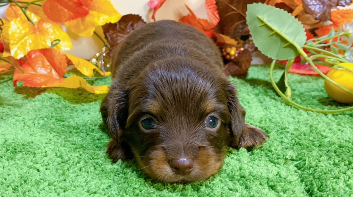 ちょこたん PR ws ヴァイスシュヴァルツ公式 on X