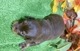 ミックス（ﾁﾜﾜ×ﾐﾆﾁｭｱﾀﾞｯｸｽ）<BR>2024年9月3日生まれ<BR>チョコタン