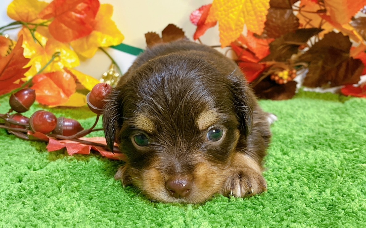 ミックス（ﾁﾜﾜ×ﾐﾆﾁｭｱﾀﾞｯｸｽ）<BR>2024年9月3日生まれ<BR>チョコタン　男の子