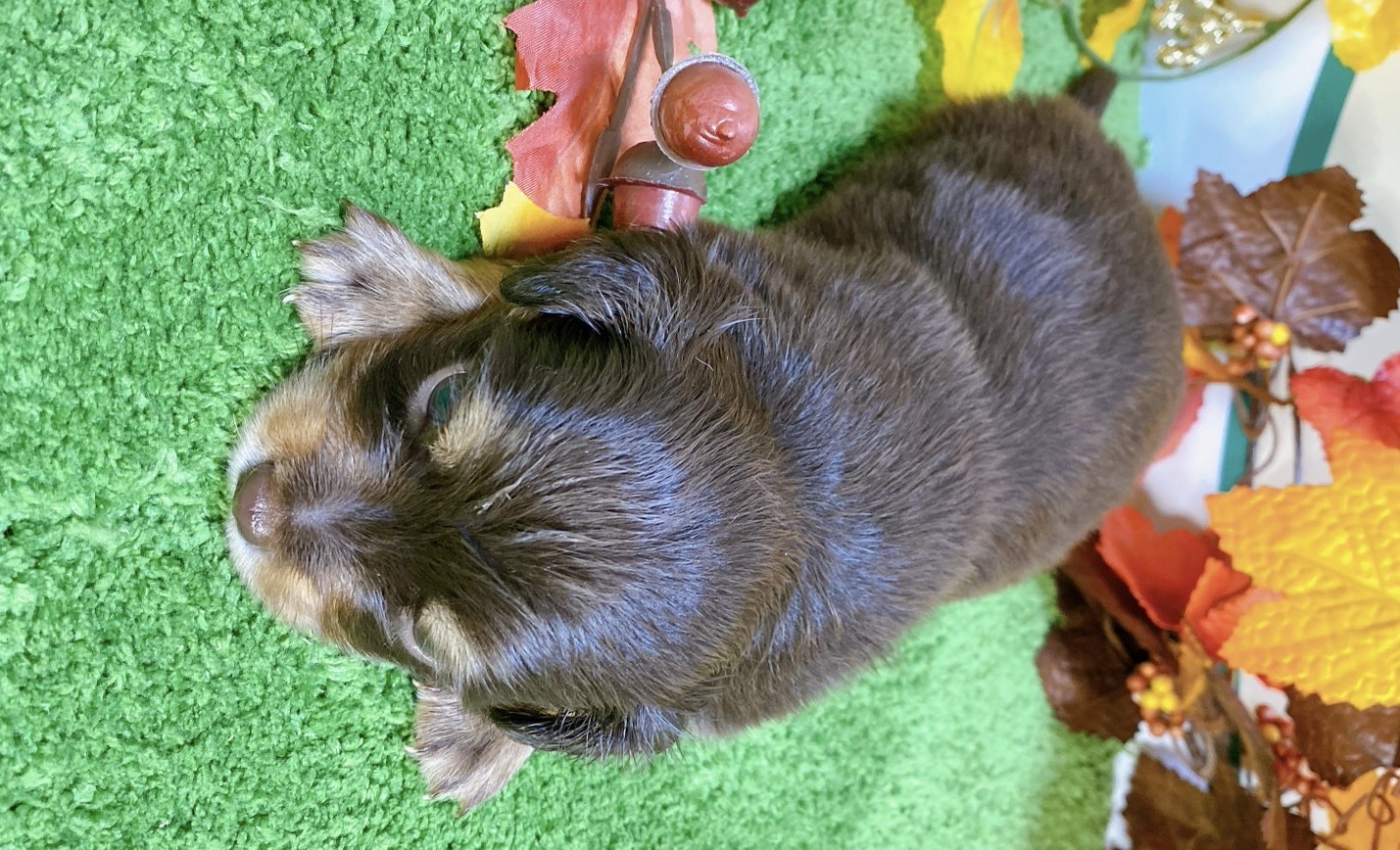 ミックス（ﾁﾜﾜ×ﾐﾆﾁｭｱﾀﾞｯｸｽ）<BR>2024年9月3日生まれ<BR>チョコタン　男の子