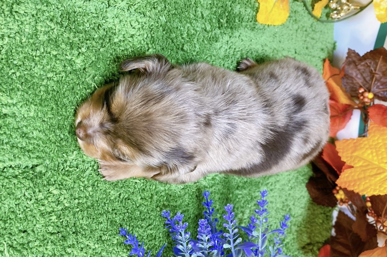 ミックス（ﾁﾜﾜ×ﾐﾆﾁｭﾀﾞｯｸｽ）<BR>2024年9月3日生まれ<BR>チョコダップル　女の子