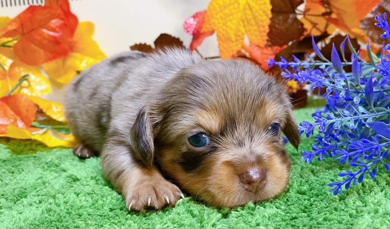 ミックス（ﾁﾜﾜ×ﾐﾆﾁｭﾀﾞｯｸｽ）<BR>2024年9月3日生まれ<BR>チョコダップル　女の子