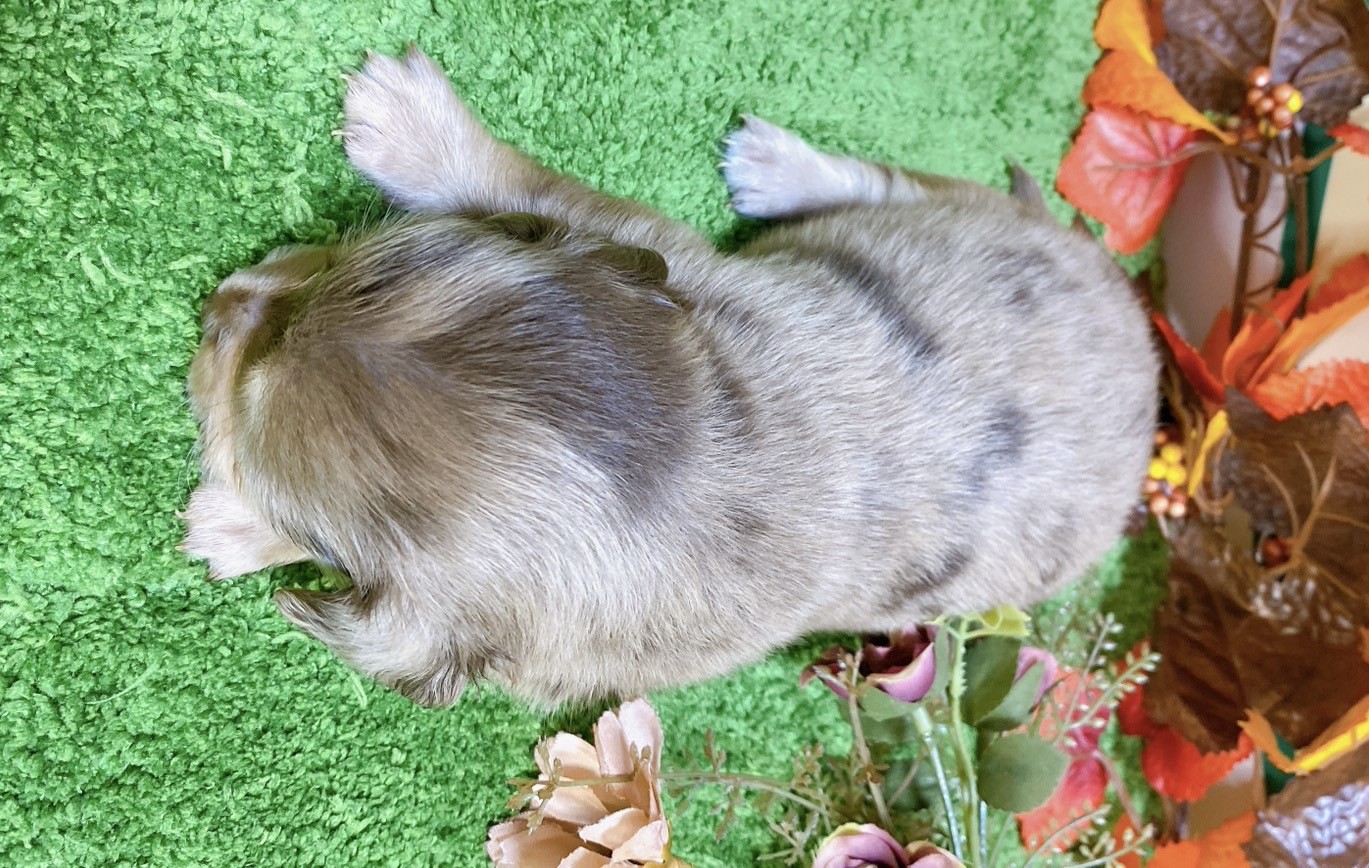 ミックス（ﾁﾜﾜ×ﾐﾆﾁｭｱﾀﾞｯｸｽ）<BR>2024年9月3日生まれ<BR>チョコ