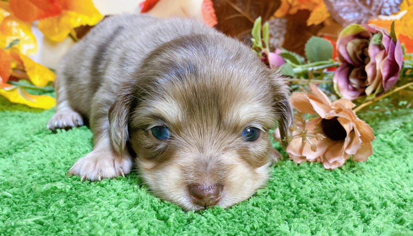 チョコダップル！プロフィール見てください ミックス（ﾁﾜﾜ×ﾐﾆﾁｭｱﾀﾞｯｸｽ）<BR>2024年9月3日生まれ<BR>チョコ