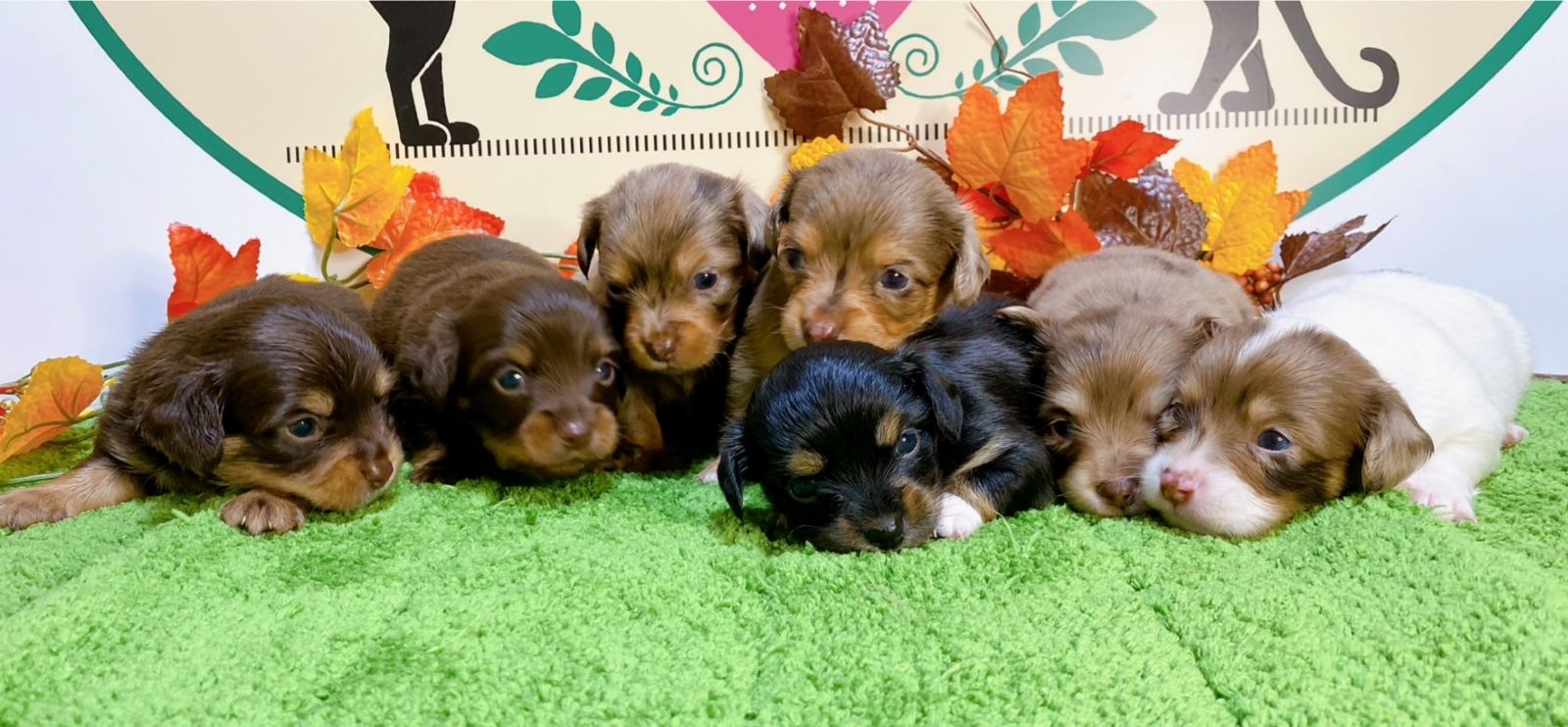 ミックス（ﾁﾜﾜ×ﾐﾆﾁｭｱﾀﾞｯｸｽ）<BR>2024年9月3日生まれ<BR>チョコ