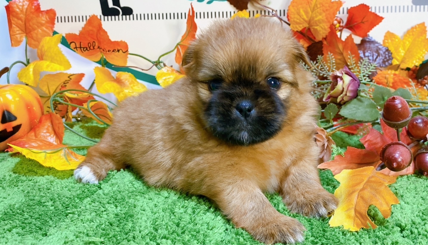 ミックス（ﾎﾟﾒﾗﾆｱﾝ×ｼｰｽﾞｰ）<BR>2024年8月30日生まれ<BR>レッド　女の子