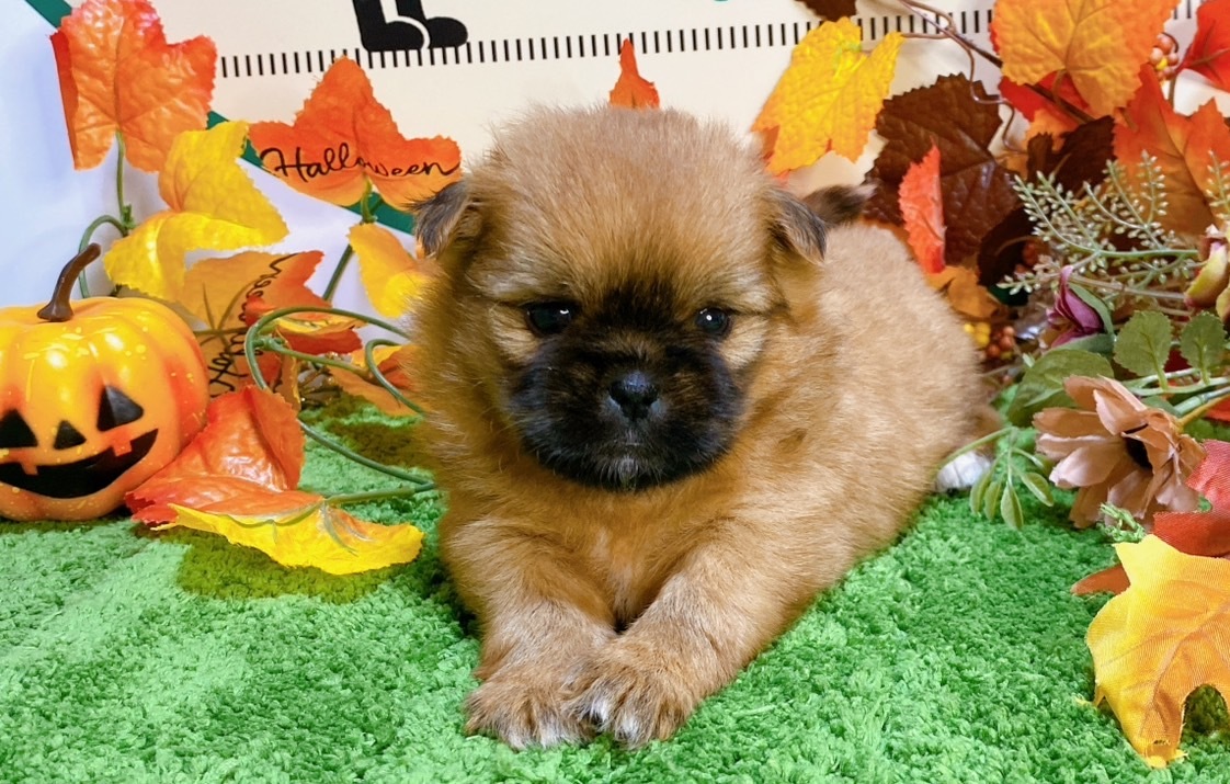 ミックス（ﾎﾟﾒﾗﾆｱﾝ×ｼｰｽﾞｰ）<BR>2024年8月30日生まれ<BR>レッド　女の子