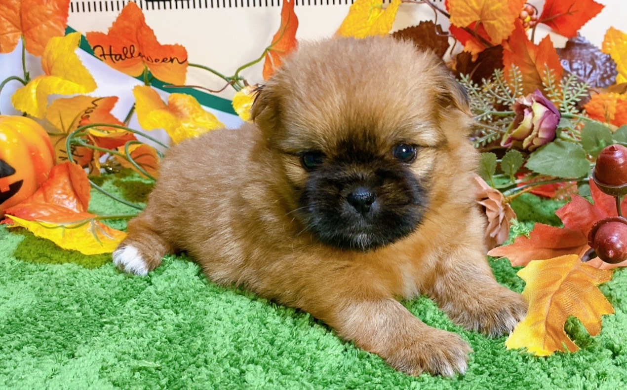 ミックス（ﾎﾟﾒﾗﾆｱﾝ×ｼｰｽﾞｰ）<BR>2024年8月30日生まれ<BR>レッド　女の子