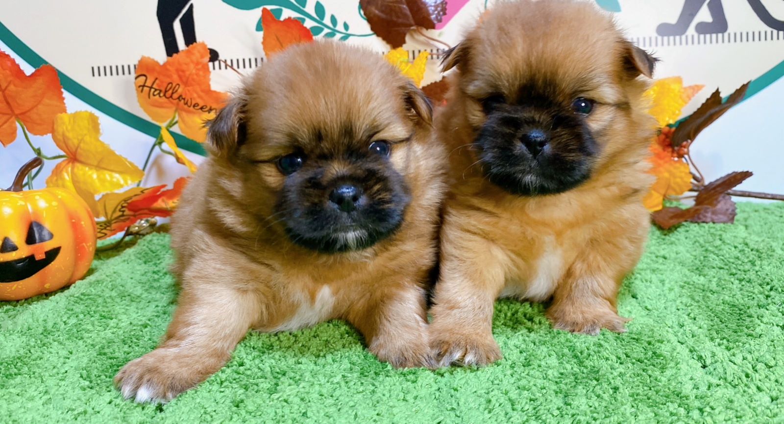 ミックス（ﾎﾟﾒﾗﾆｱﾝ×ｼｰｽﾞｰ）<BR>2024年8月30日生まれ<BR>レッド　女の子