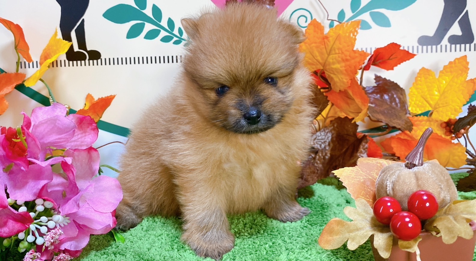 ポメラニアン　女の子<BR>2024年8月30日生まれ<BR>オレンジ