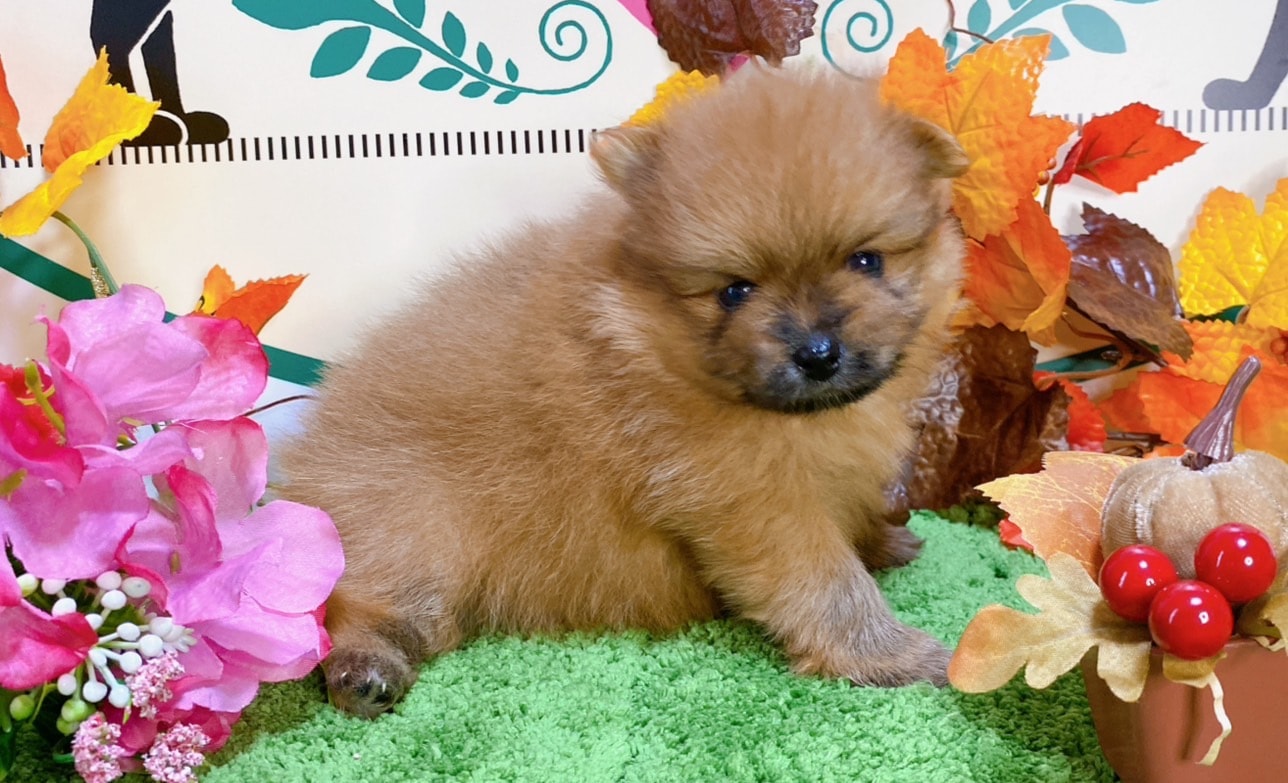 ポメラニアン　女の子<BR>2024年8月30日生まれ<BR>オレンジ