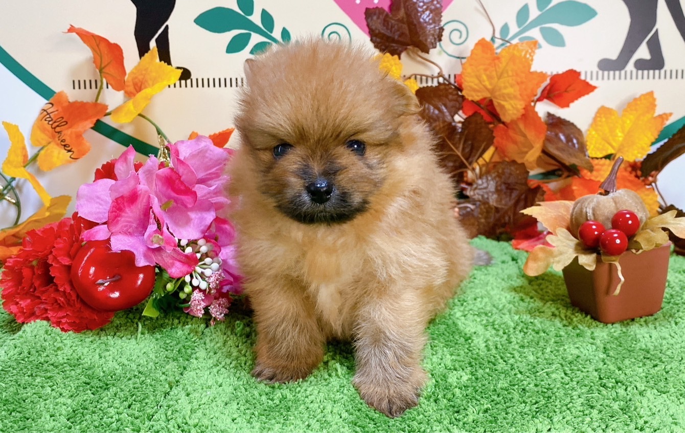 ポメラニアン　女の子<BR>2024年8月30日生まれ<BR>オレンジ
