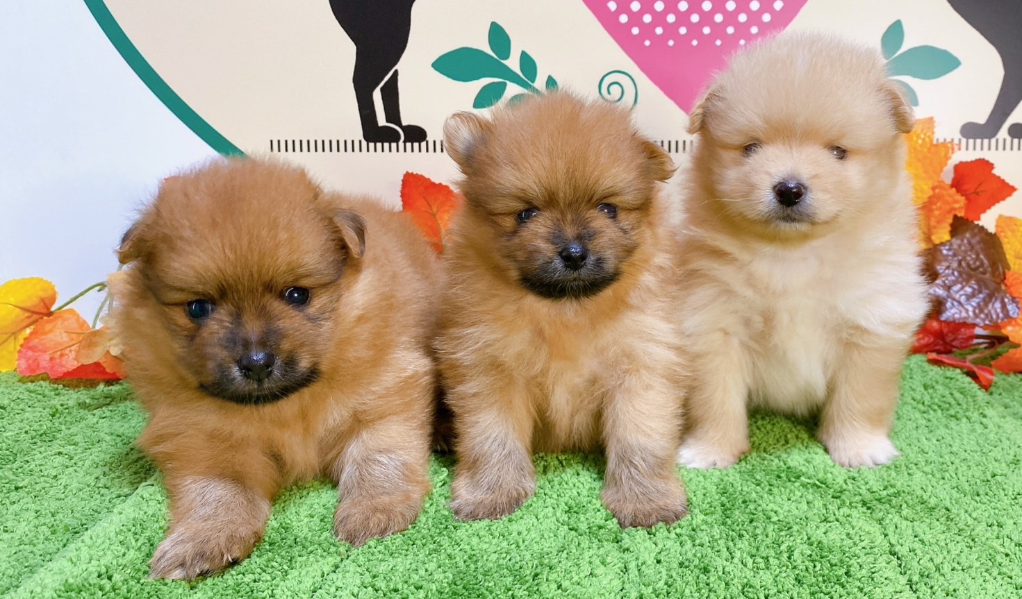 ポメラニアン　女の子<BR>2024年8月30日生まれ<BR>オレンジ