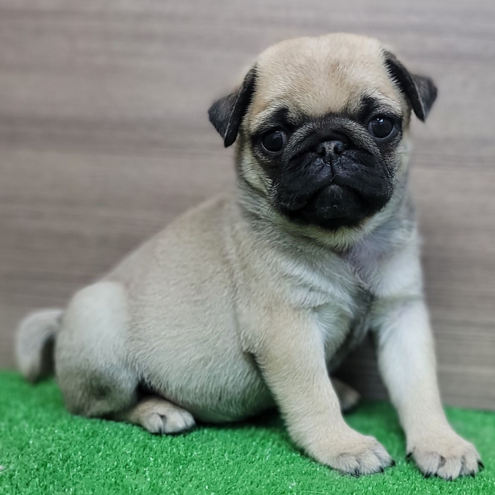 パグ走りおパグさん：フォーンver.（RUN PUG RUN） パグ走りおパグさん：フォーンver.（RUN PUG RUN）