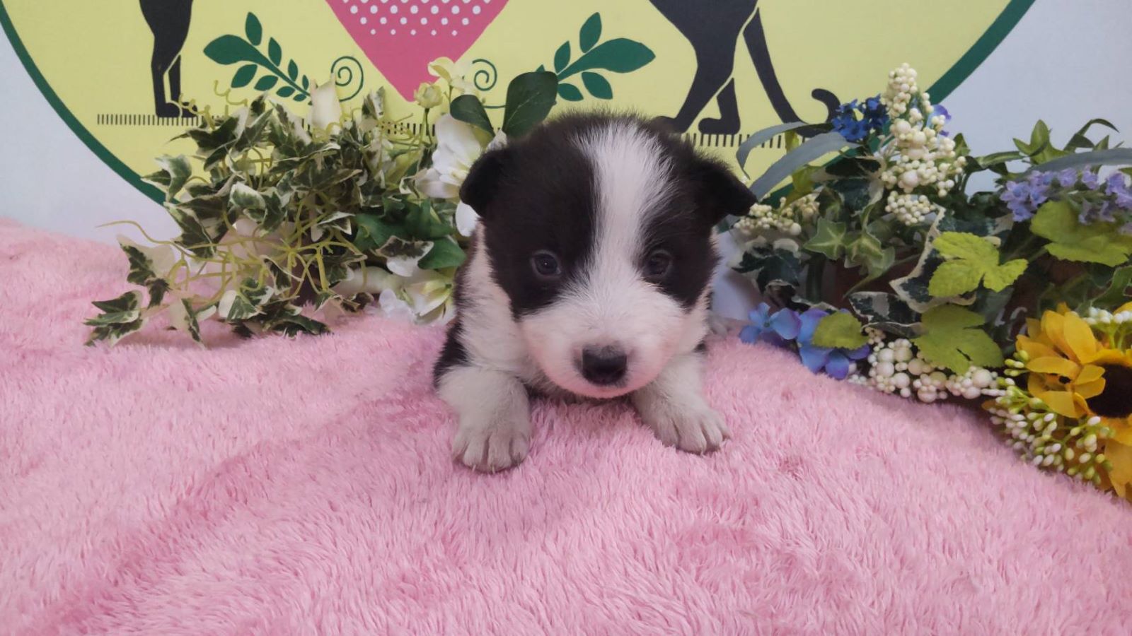 ボーダーコリー　男の子<BR>2024年12月29日生まれ<BR>ブラック＆ホワイト