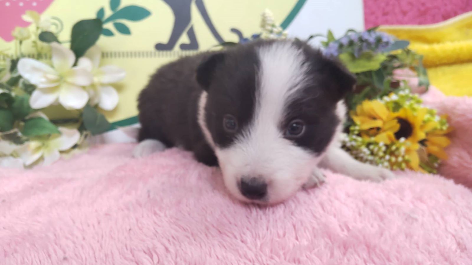 ボーダーコリー　男の子<BR>2024年12月29日生まれ<BR>ブラック＆ホワイト