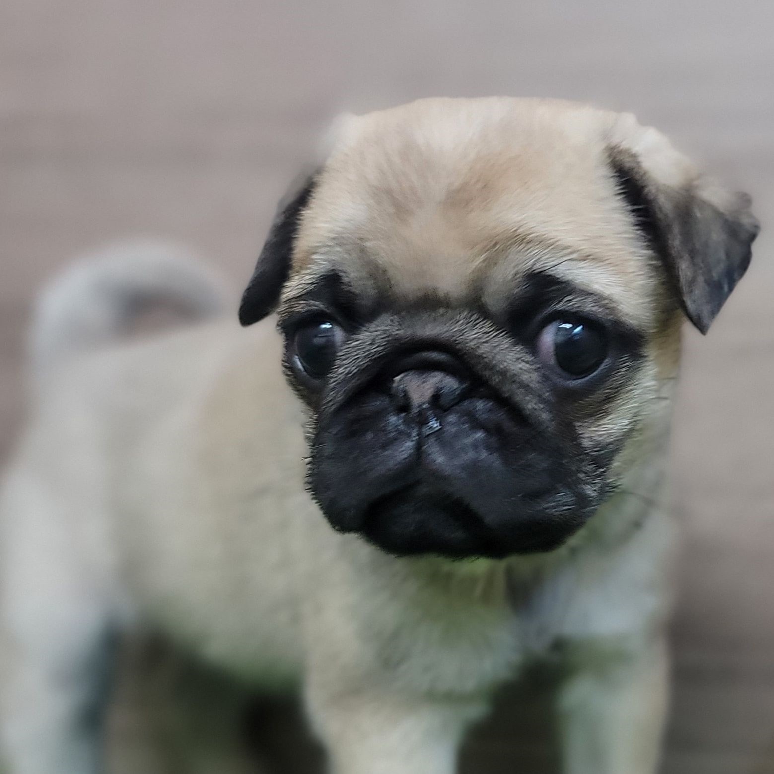 パグ走りおパグさん：フォーンver.（RUN PUG RUN） パグ走りおパグさん：フォーンver.（RUN PUG RUN） パグ走りお