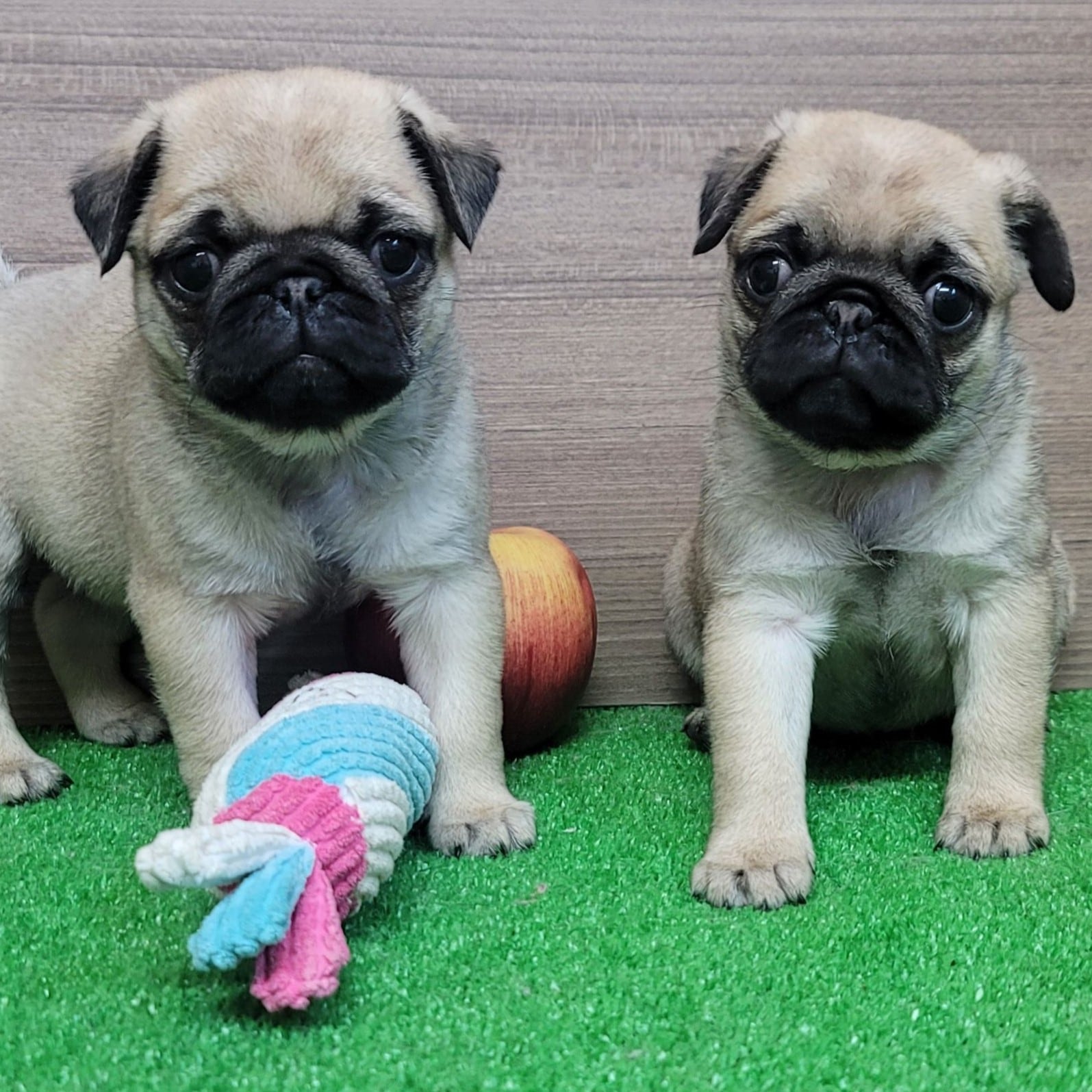 パグ走りおパグさん：フォーンver.（RUN PUG RUN） パグ走りおパグさん:フォーンver.(RUN PUG RUN) （Funny,Cute