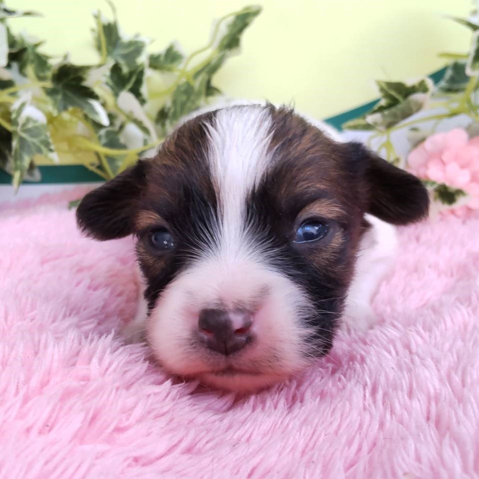 ★パピヨン①〜⑨★ パピヨン 01S-M01 / 01C-M01 – JEKCA-SHOP