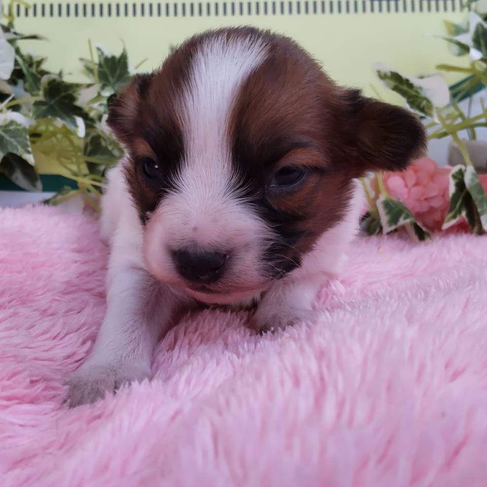 ★パピヨン①〜⑨★ パピヨンの性格や特徴は？飼い方やしつけのコツについて解説【獣医師