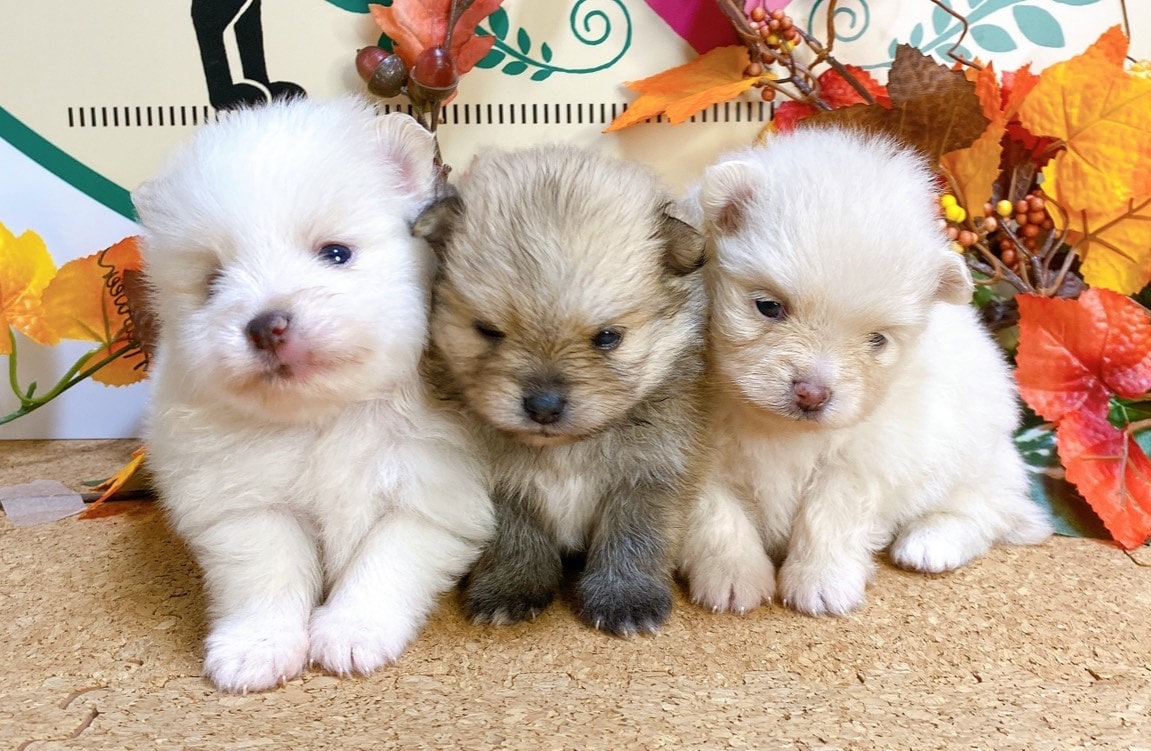 オーダー受付　ポメラニアン　ご予約ページ　5/17 ポメラニアン 女の子<BR>2025年9月7日生まれ<BR>ホワイト