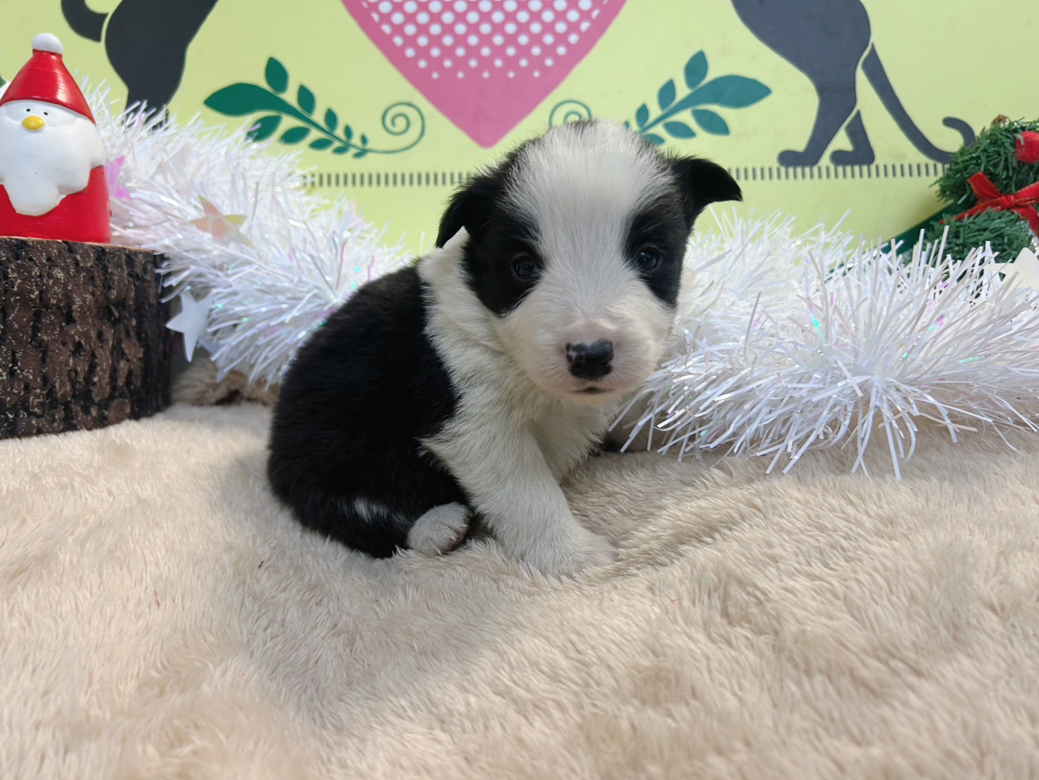ボーダーコリー　男の子<BR>2025年11月11日生まれ<BR>ブラック＆ホワイト