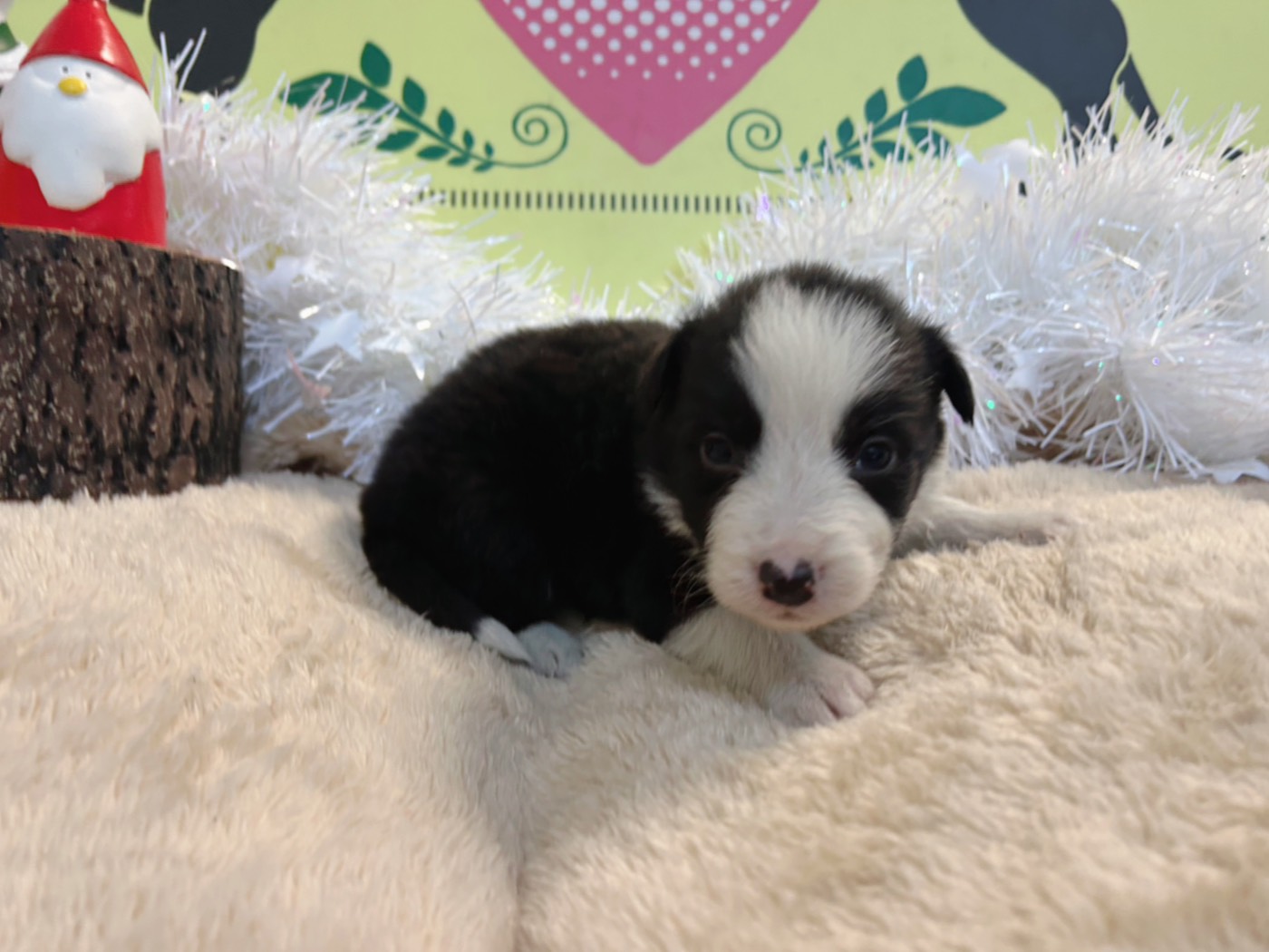 ボーダーコリー　女の子<BR>2025年11月11日生まれ<BR>ブラック＆ホワイト