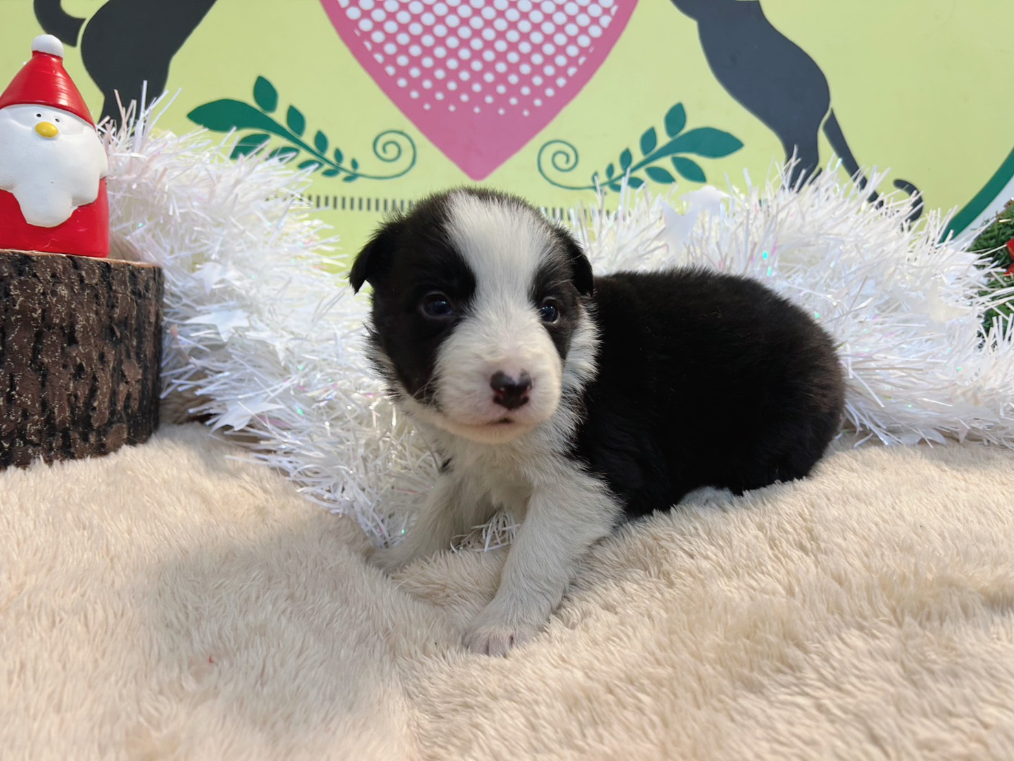 ボーダーコリー　女の子<BR>2025年11月11日生まれ<BR>ブラック＆ホワイト