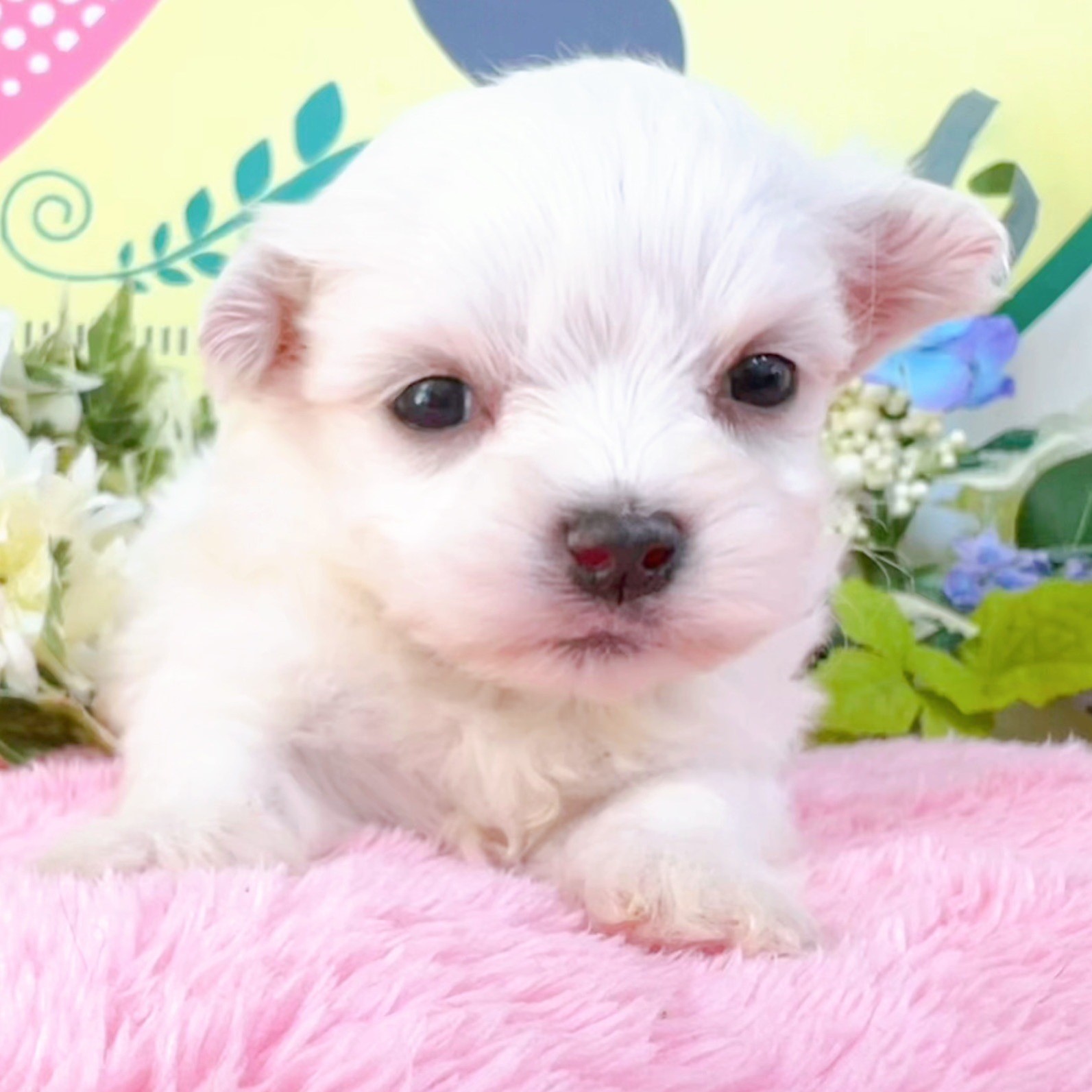 マルチーズ　女の子<BR>2024年2月14日生まれ<BR>ホワイト