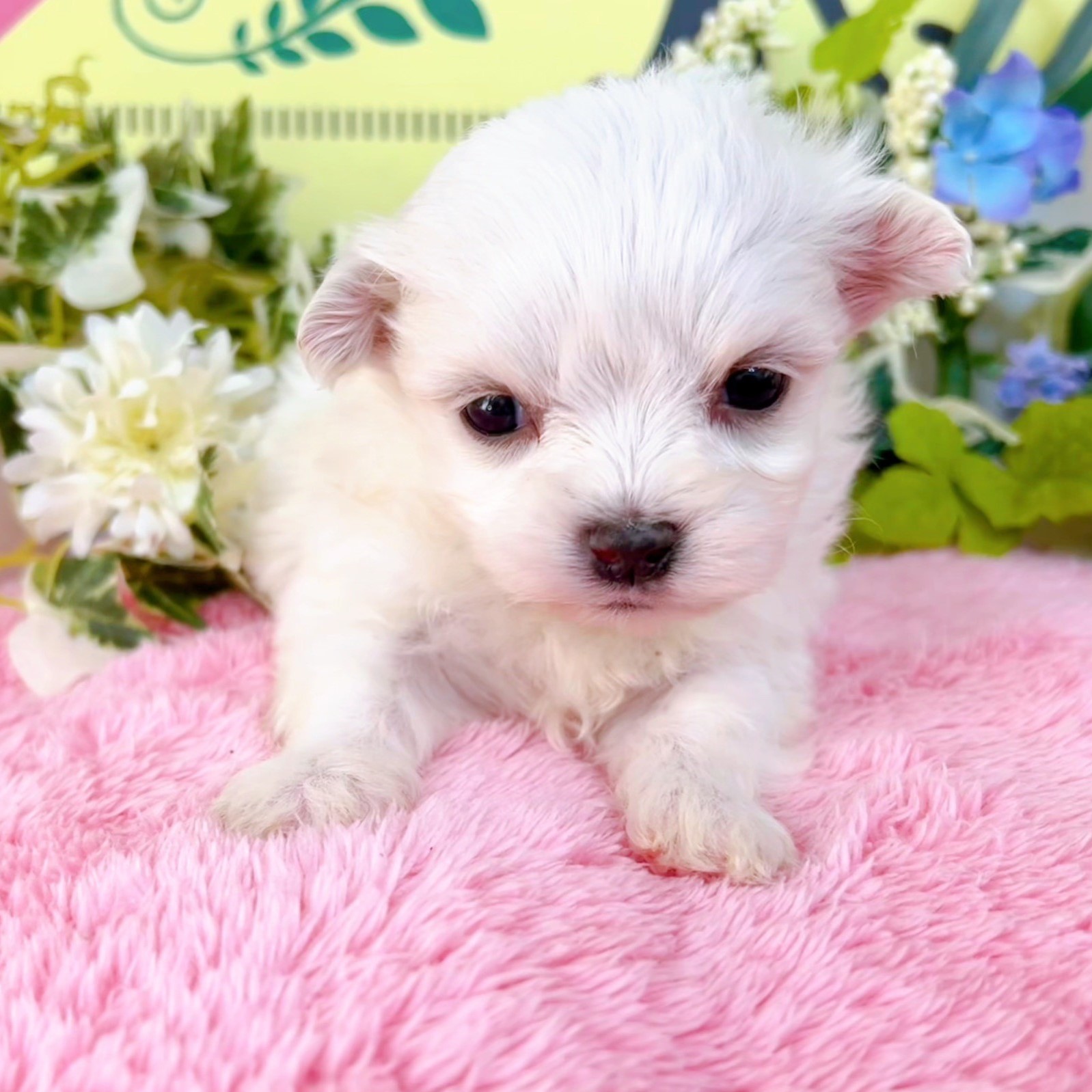 マルチーズ　女の子<BR>2024年2月14日生まれ<BR>ホワイト