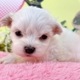 マルチーズ　女の子<BR>2024年2月14日生まれ<BR>ホワイト