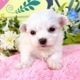 マルチーズ　女の子<BR>2024年2月14日生まれ<BR>ホワイト