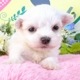マルチーズ　女の子<BR>2024年2月14日生まれ<BR>ホワイト