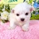 マルチーズ　女の子<BR>2024年2月14日生まれ<BR>ホワイト